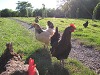 Geoquest Day 3 - Evening performance walk, Occombe Farm, Paignton