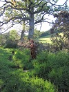Geoquest Day 3 - Evening performance walk, Occombe Farm, Paignton