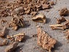 Bone fragments are clearly visible