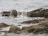 Geoquest Day 6 - Evening performance walk, Brixham Breakwater to Berry Head