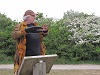Geoquest Day 6 - Evening performance walk, Brixham Breakwater to Berry Head